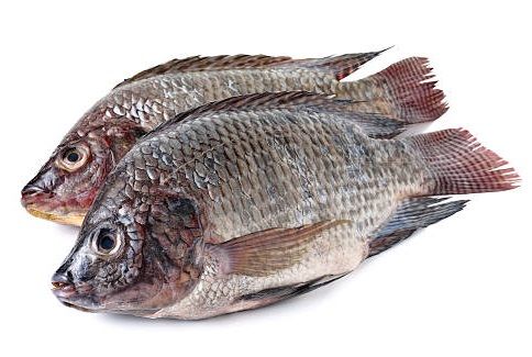 FROZEN / ASIAN CHOICE/JONA FROZEN